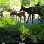 Roosevelt elk heard moving up the Duckabush River