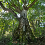 Big Leaf Maple Tree on Chimacum Ridge by Robert Tognoli