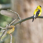 Adult Male and Juvenile Goldfinches by Tim Lawson