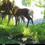 Baby elk nursing