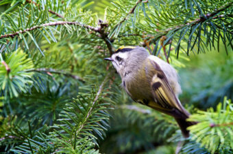 Golden-crowned-Kinglet. Photo by Stephen Cunliffe.