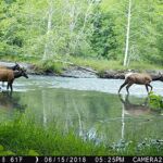 Roosevelt elk crossing the Duckabush River