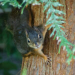 Douglas Squirrel by Wendy Feltham