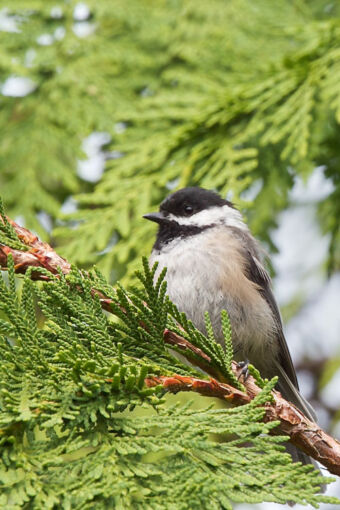 Black Capped Chicadee. Photo by Stephen Cunliffe.