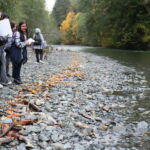 Students observing salmon (on banks and in the water) on the shores of the Duckabush River at Duckabush Oxbow and Wetlands Preserve.