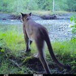 Cougar Approaches Duckabush River