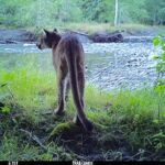 Cougar on bank of Duckabush River
